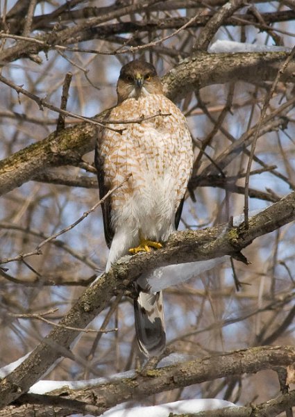 CoopersHawk-0058