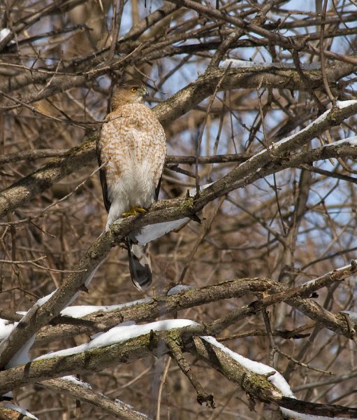 CoopersHawk-0068