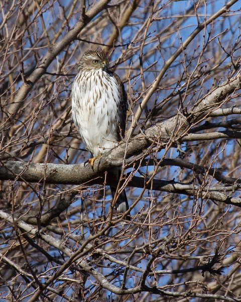 CoopersHawk-0075