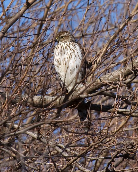 CoopersHawk-0076