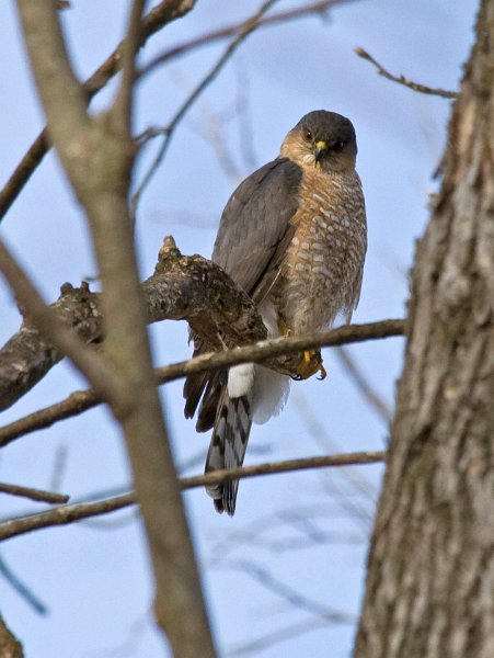 SharpShinnedHawk-0001