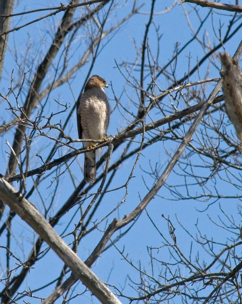 SharpShinnedHawk-0009