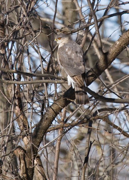 SharpShinnedHawk-0010