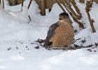 CoopersHawk-0053.jpg