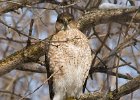 CoopersHawk-0058.jpg