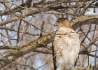 CoopersHawk-0062.jpg