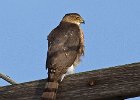 CoopersHawk-0079.jpg