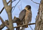 SharpShinnedHawk-0001.jpg