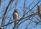 SharpShinnedHawk-0009.jpg