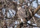 SharpShinnedHawk-0010.jpg