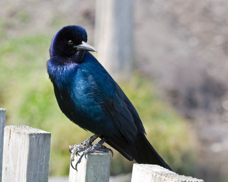 BTGrackle-0001