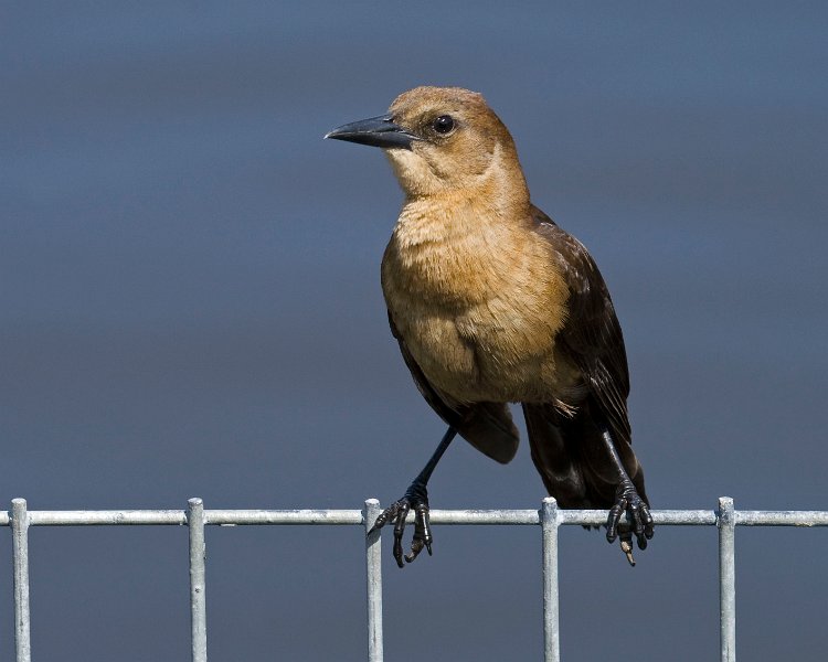 BTGrackle-0002