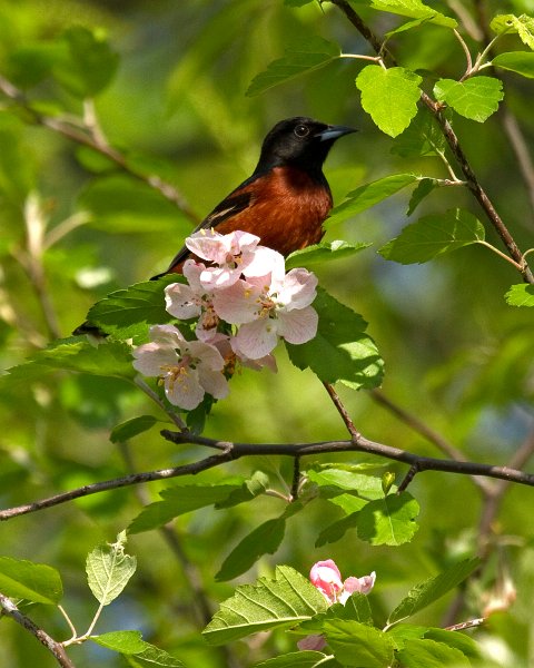 OrchOriole-0002