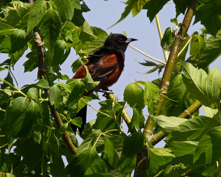 OrchOriole-0003