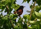 OrchOriole-0003.jpg