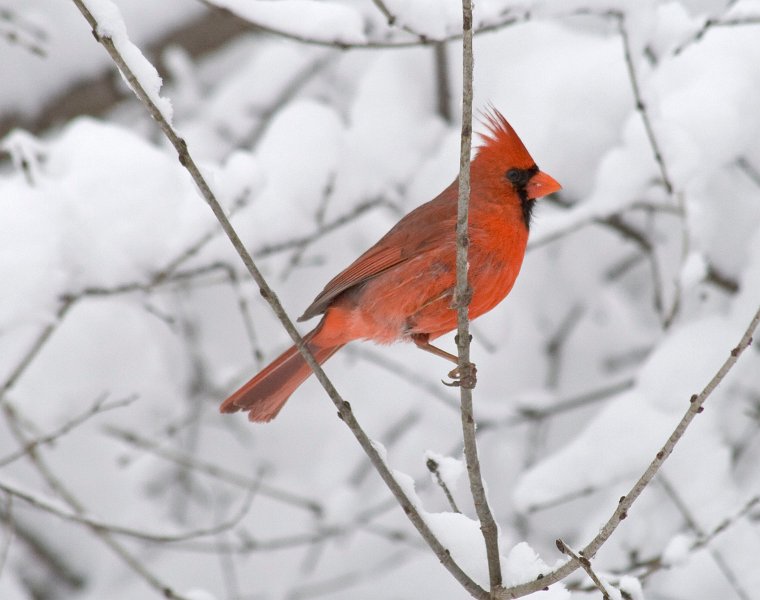 Cardinal-0044