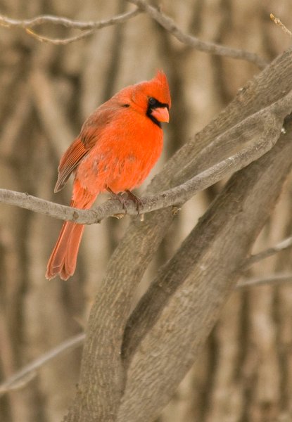 Cardinal-0047