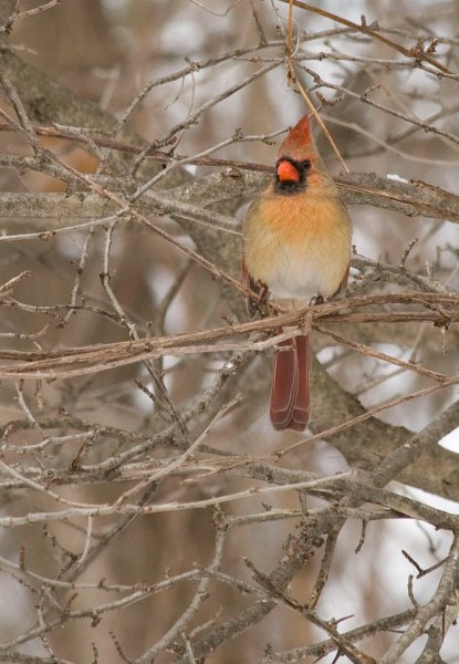 Cardinal-0056