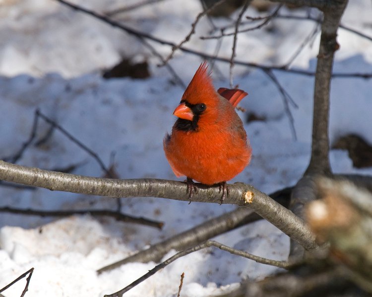 Cardinal-0061