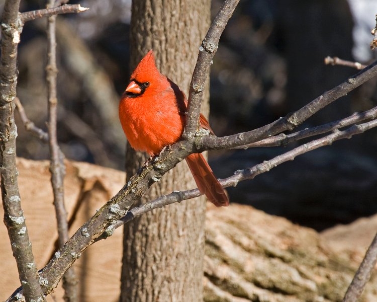 Cardinal-0063