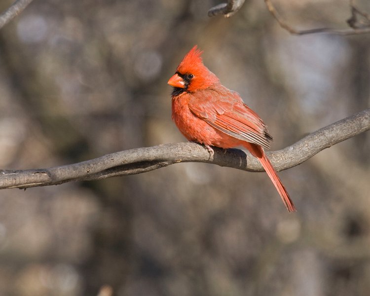 Cardinal-0066