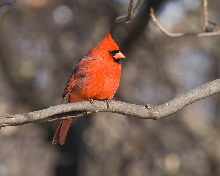 Cardinal-0067