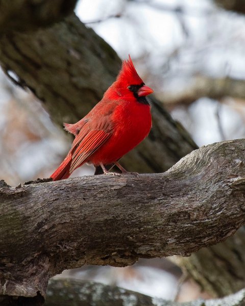 Cardinal-0082