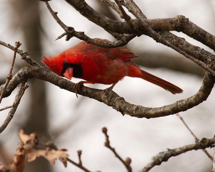 Cardinal-0083