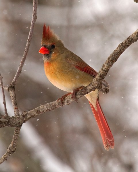 Cardinal-0087