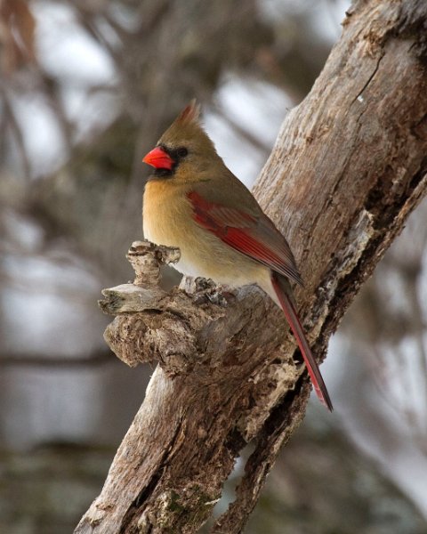 Cardinal-0090