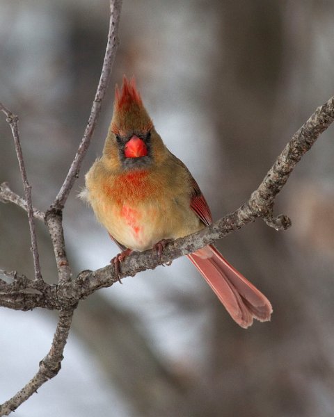 Cardinal-0095