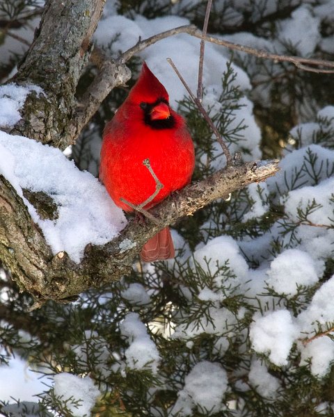 Cardinal-0103