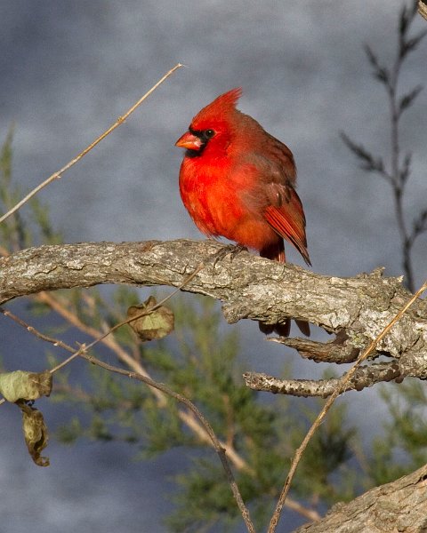 Cardinal-0105