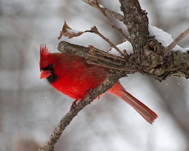 Cardinal-0106