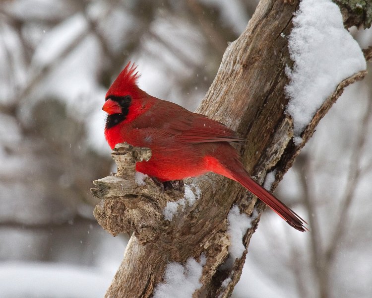 Cardinal-0107