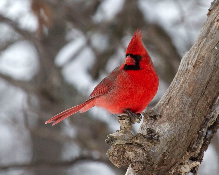 Cardinal-0108