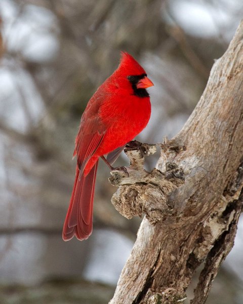 Cardinal-0110