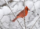 Cardinal-0044.jpg