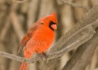 Cardinal-0047.jpg