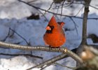 Cardinal-0061.jpg