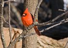 Cardinal-0063.jpg