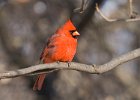 Cardinal-0067.jpg