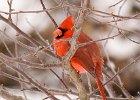 Cardinal-0070.jpg