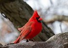 Cardinal-0082.jpg