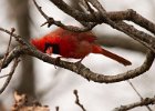 Cardinal-0083.jpg