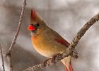 Cardinal-0087.jpg