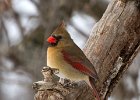 Cardinal-0090.jpg