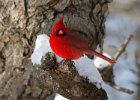 Cardinal-0098.jpg