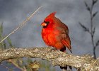 Cardinal-0105.jpg