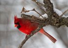 Cardinal-0106.jpg